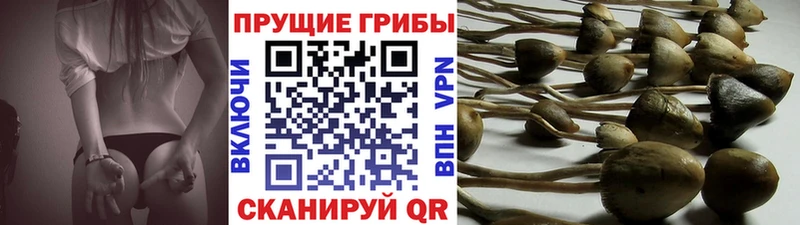 магазин  наркотиков  блэк спрут ТОР  Псилоцибиновые грибы Cubensis  Бакал 